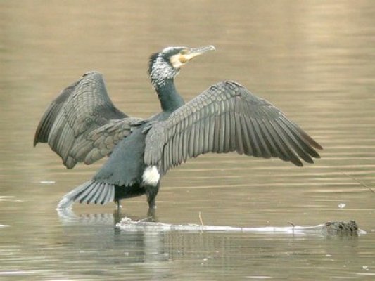 Un cetăţean german a fost plimbat tot oraşul pentru că a vrut să salveze un cormoran